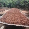 sun drying cocoa
